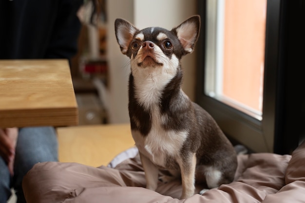 家の中の愛らしいチワワ犬の眺め