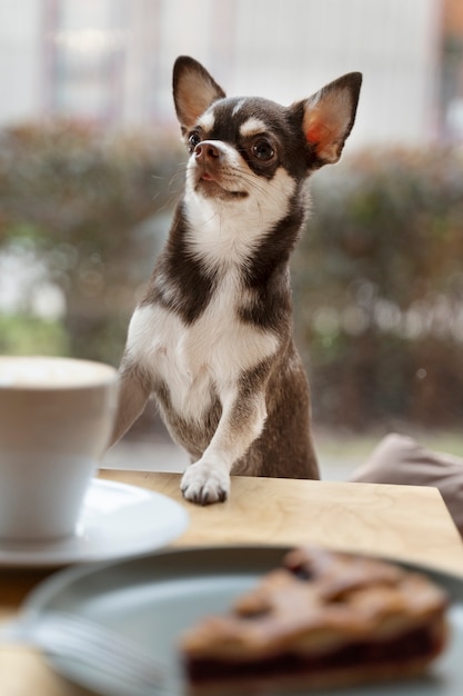 家の中の愛らしいチワワ犬の眺め