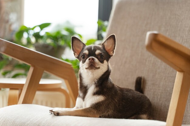 Free Photo view of adorable chihuahua dog in the house