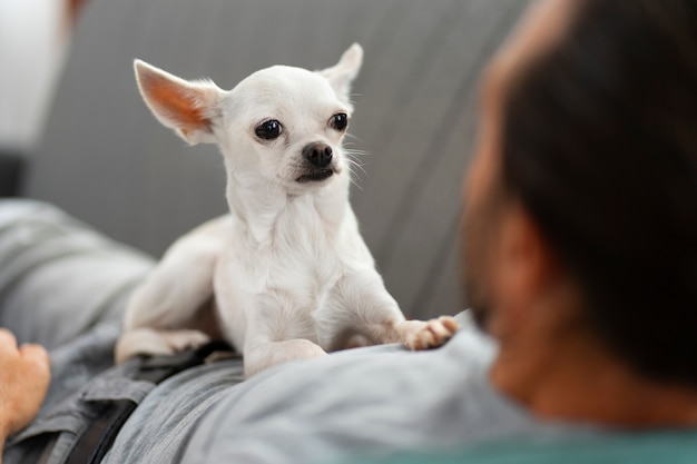 Vista dell'adorabile cane chihuahua che trascorre del tempo con il proprietario maschio a casa