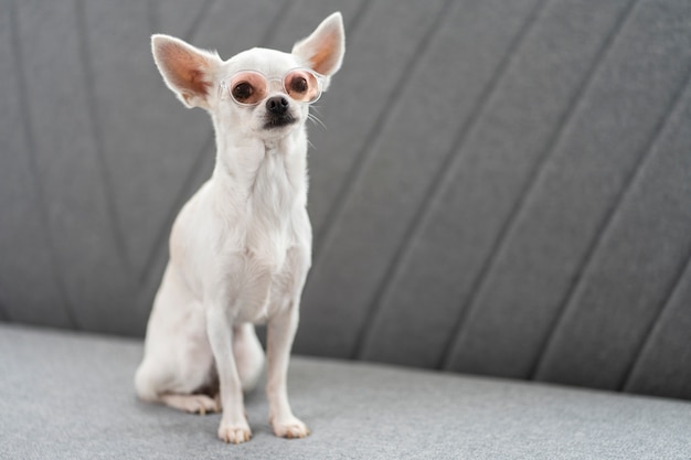 Free photo view of adorable chihuahua dog