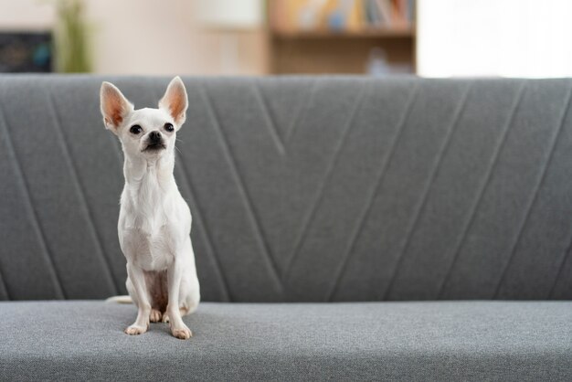 View of adorable chihuahua dog