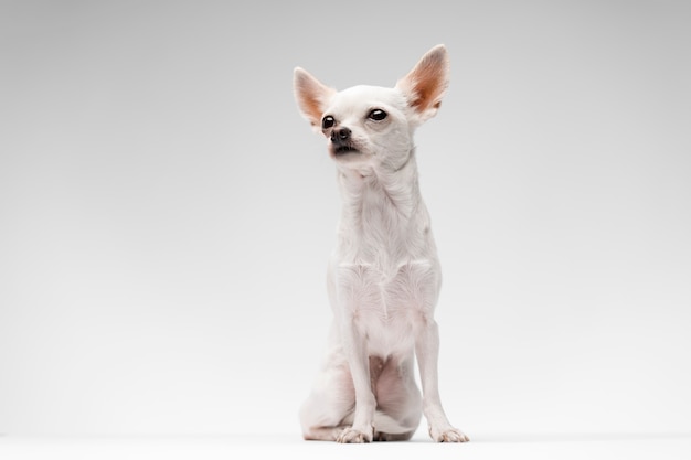 Free photo view of adorable chihuahua dog