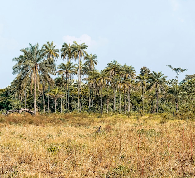 View of african nature landscape with trees and vegetation