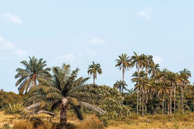 View of african nature scenery with trees and vegetation