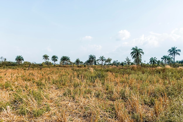 Free photo view of african nature scenery with vegetation and trees