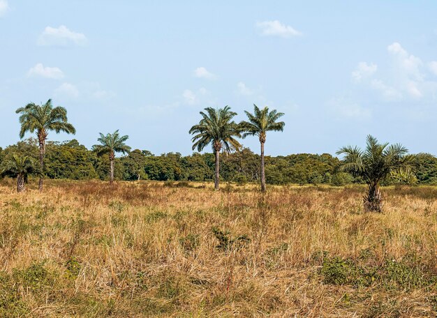 View of african nature scenery with vegetation