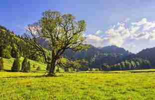 Free photo view of the alpine landscape near gunzesried in bavaria, germany captured during the daytime