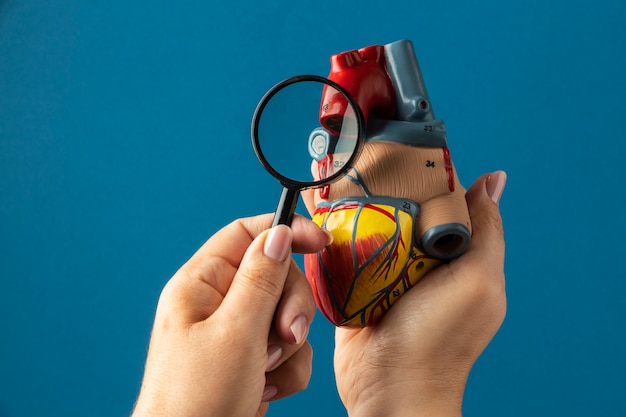 Foto gratuita vista del modello anatomico di cuore a scopo didattico con lente d'ingrandimento