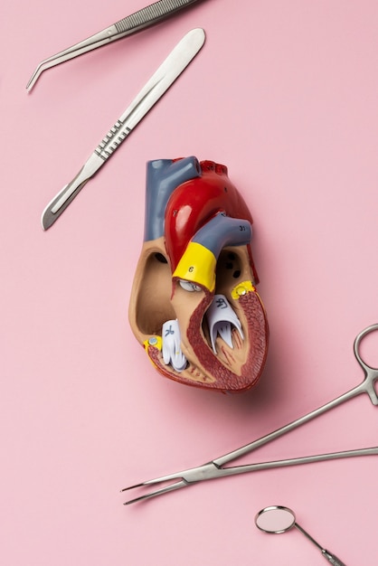 Free photo view of anatomic heart model for educational purpose with medical instruments