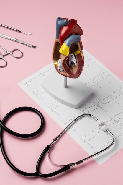Foto gratuita vista del modello anatomico del cuore a scopo didattico con lo stetoscopio