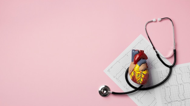 View of anatomic heart model for educational purpose with stethoscope