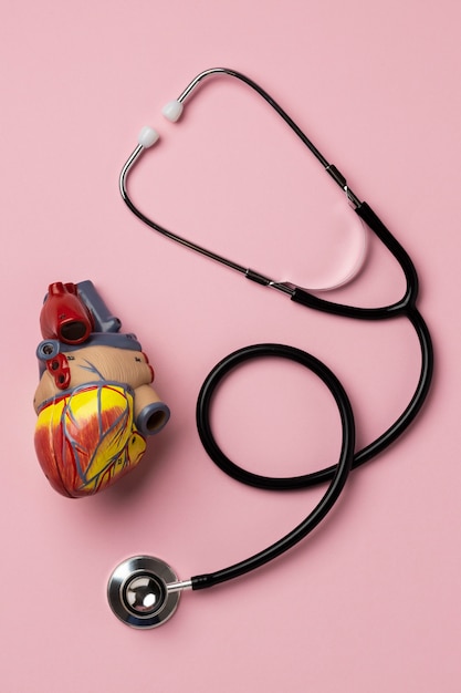 聴診器による教育目的の解剖学的心臓モデルの表示