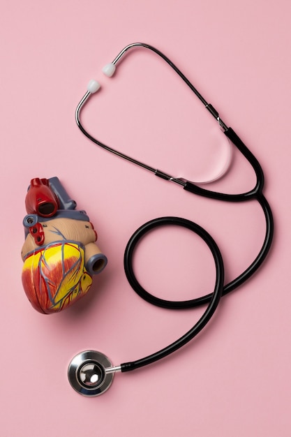 View of anatomic heart model for educational purpose with stethoscope