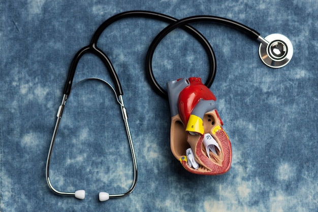 View of anatomic heart model for educational purpose with stethoscope