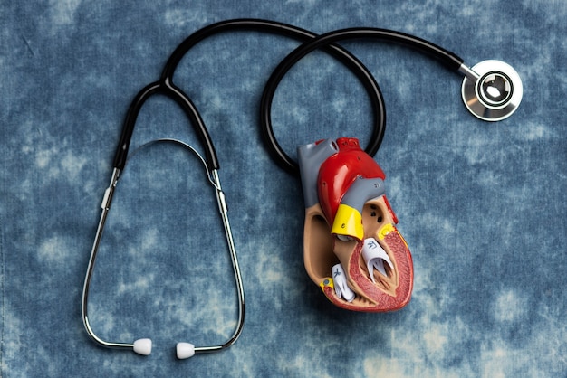 聴診器による教育目的の解剖学的心臓モデルのビュー
