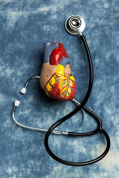 View of anatomic heart model for educational purpose with stethoscope