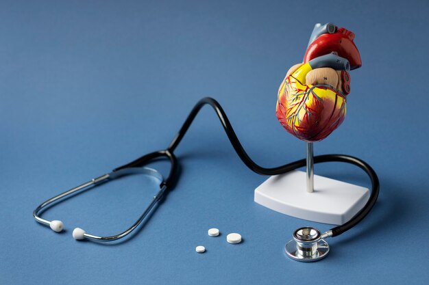 View of anatomic heart model for educational purpose with stethoscope