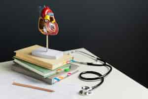 Free photo view of anatomic heart model for educational purpose with stethoscope