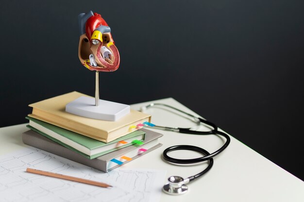 View of anatomic heart model for educational purpose with stethoscope