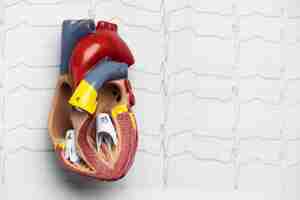 Free photo view of anatomic heart model for educational purpose