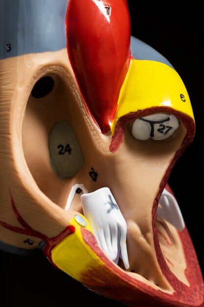 View of anatomic heart model for educational purpose