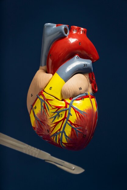 교육 목적을 위한 해부학적 심장 모델의 보기