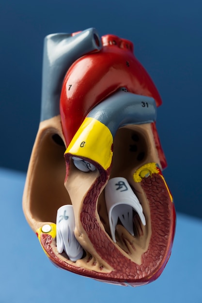 Free photo view of anatomic heart model for educational purpose