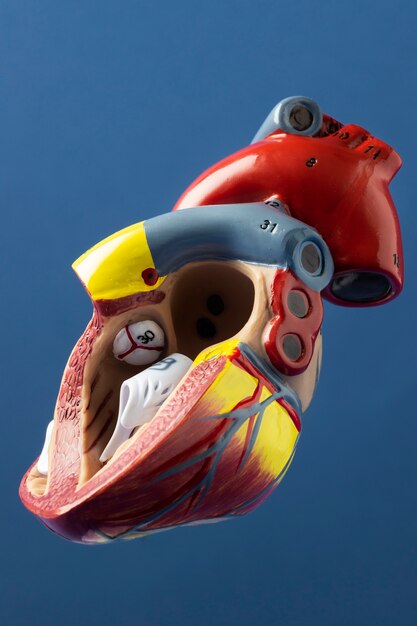 Вид на анатомическую модель человеческого сердца
