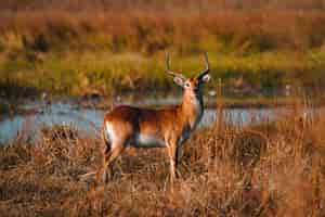 Free photo view of an antelope in its habitat on safari in okavanga delta botswana