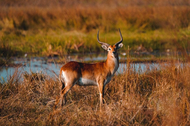 View of an antelope in its habitat on safari in Okavanga Delta Botswana