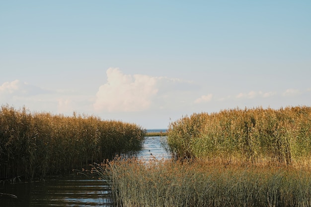 しこりが生い茂ったバルト海湾の眺め。暖かい夏の日、北の夏。自然の風景