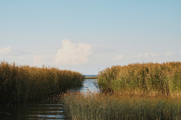 しこりが生い茂ったバルト海湾の眺め。暖かい夏の日、北の夏。自然の風景