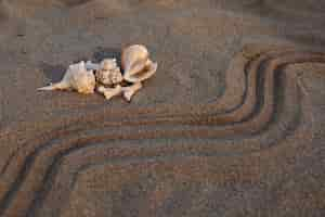 Foto gratuita vista della sabbia della spiaggia in estate con conchiglie