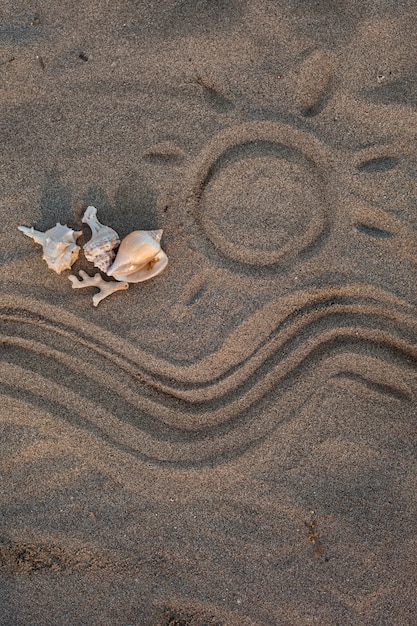 Foto gratuita vista della sabbia della spiaggia in estate con conchiglie