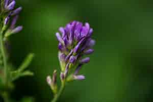 Free photo view of beautiful blurred flowers