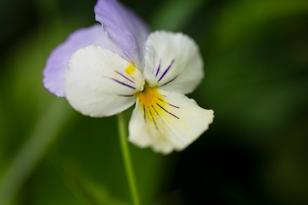 View of beautiful blurred flowers