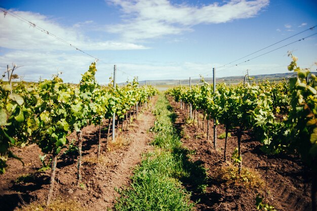 View of the beautiful green vineyard in the south Moravia region during daylight