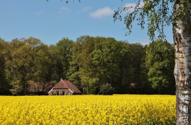 Вид на красивый дом в поле, покрытом цветами и деревьями в Нидерландах