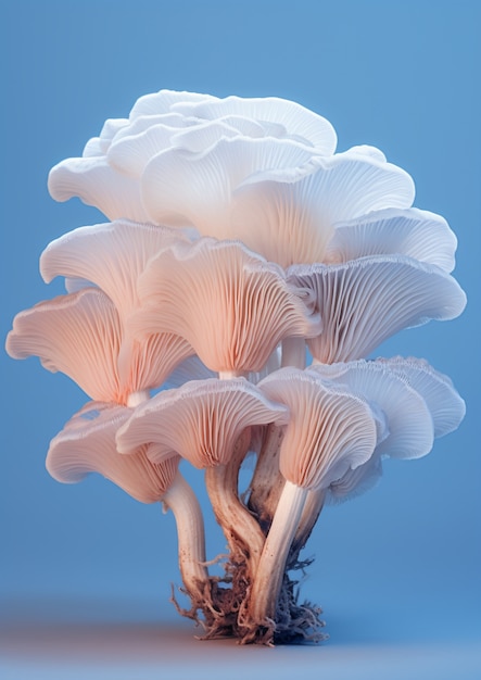 View of beautiful mushrooms