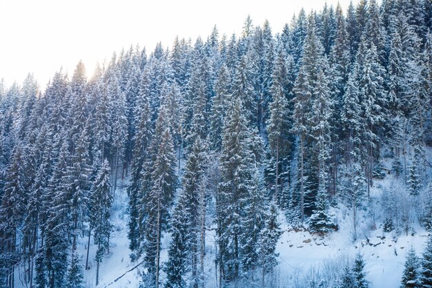 View of beautiful snowy mountains and forest