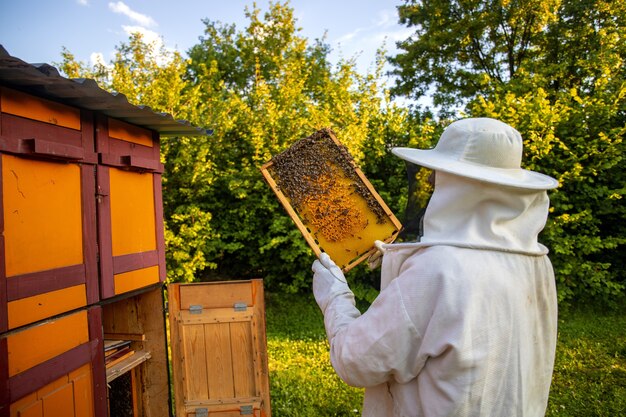 View of beekeeper collecting honey and beeswax