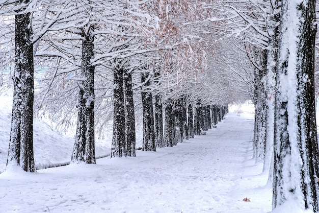 Foto gratuita vista del banco e degli alberi con neve che cade