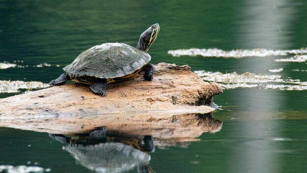 View of a black turtle sitting on a rocky land in the middle of reflecting water
