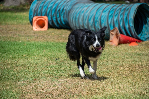 Foto gratuita vista di un cane bianco e nero che gioca in un parco catturato in una giornata di sole