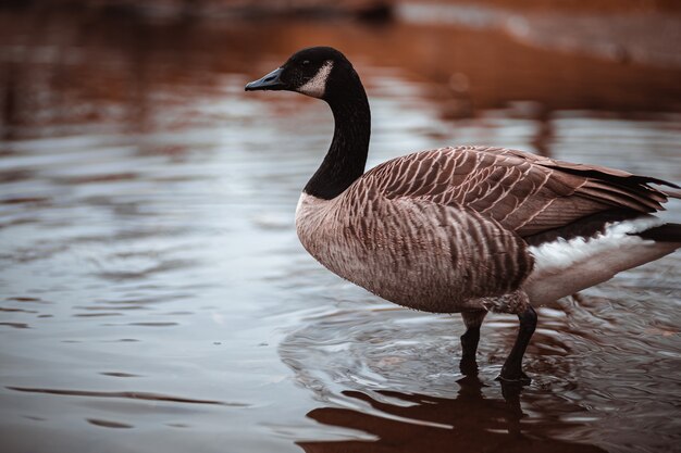 View of brown goose on a water surface