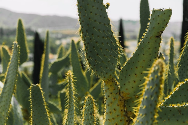 View of cactus plants in desert