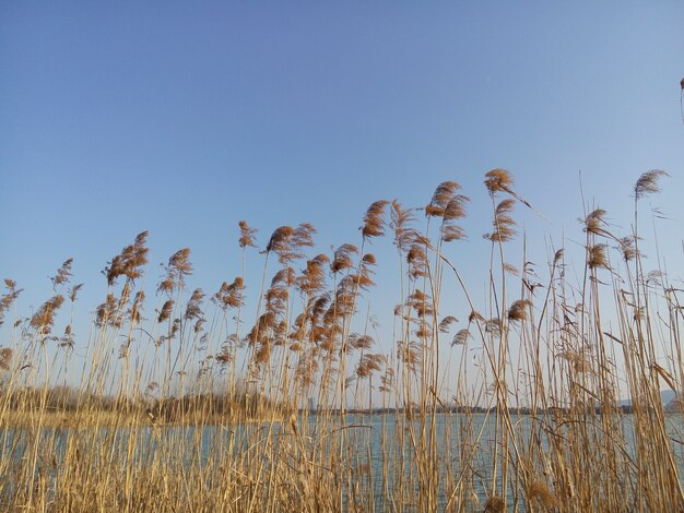 View of calm reeds with blue sky