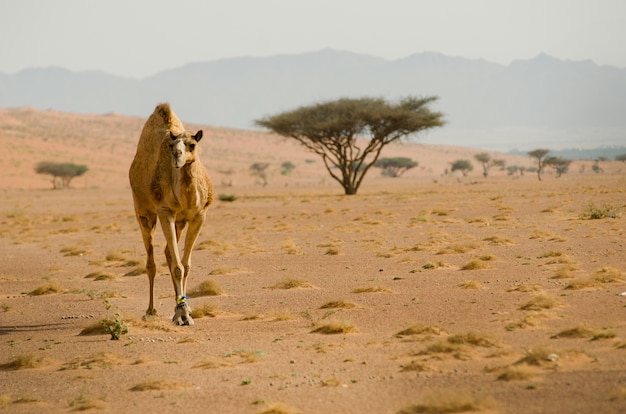 вид на верблюда, спокойно блуждающего по пустыне
