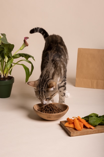 Vista del gatto che mangia cibo da una ciotola